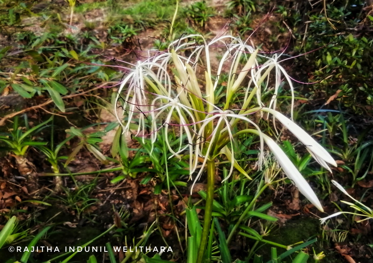 Crinum viviparum (Lam.) R.Ansari & V.J.Nair