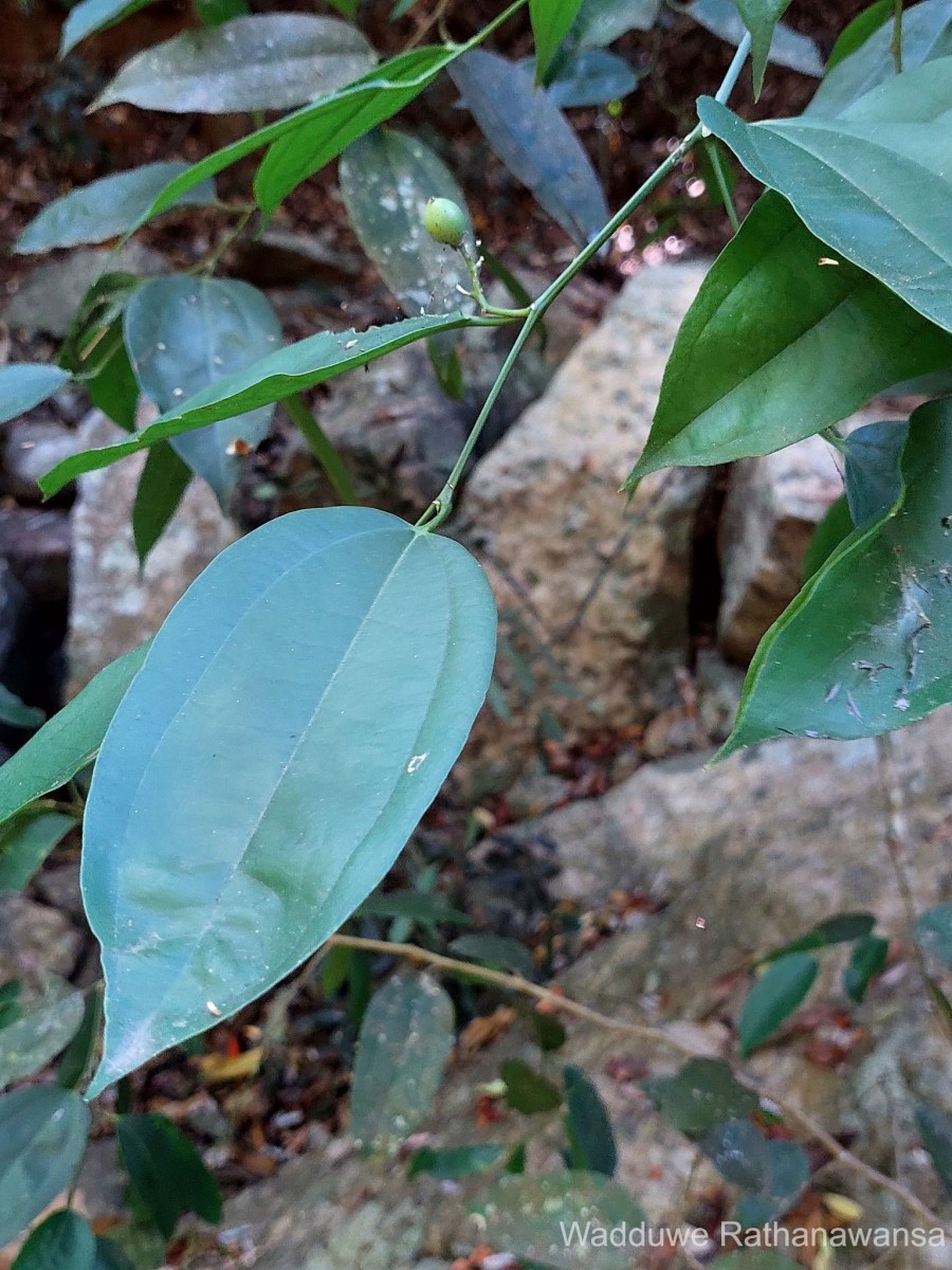 Celtis philippensis Blanco
