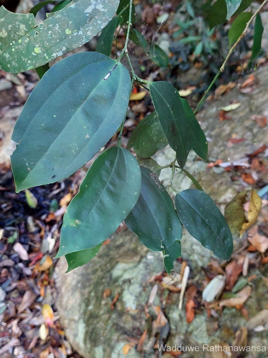 Celtis philippensis Blanco