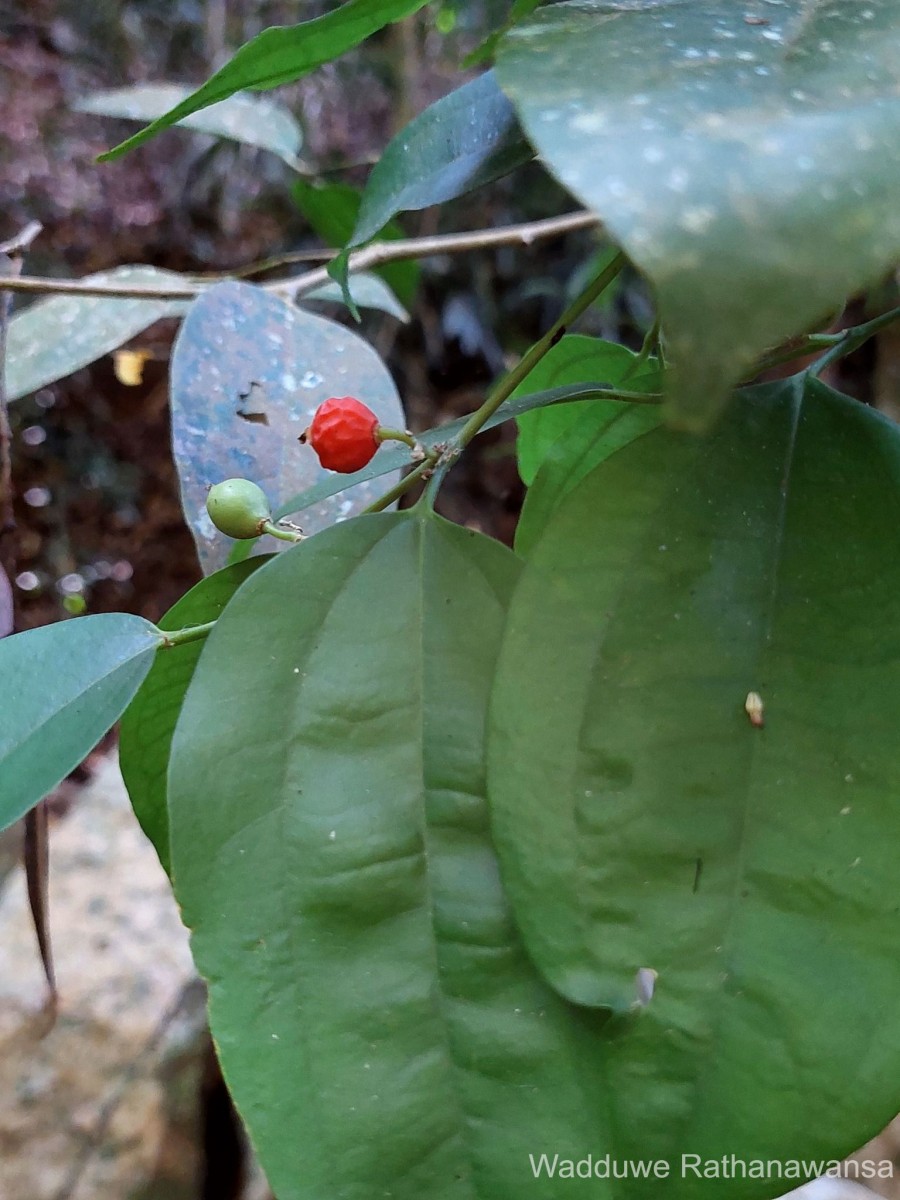 Celtis philippensis Blanco
