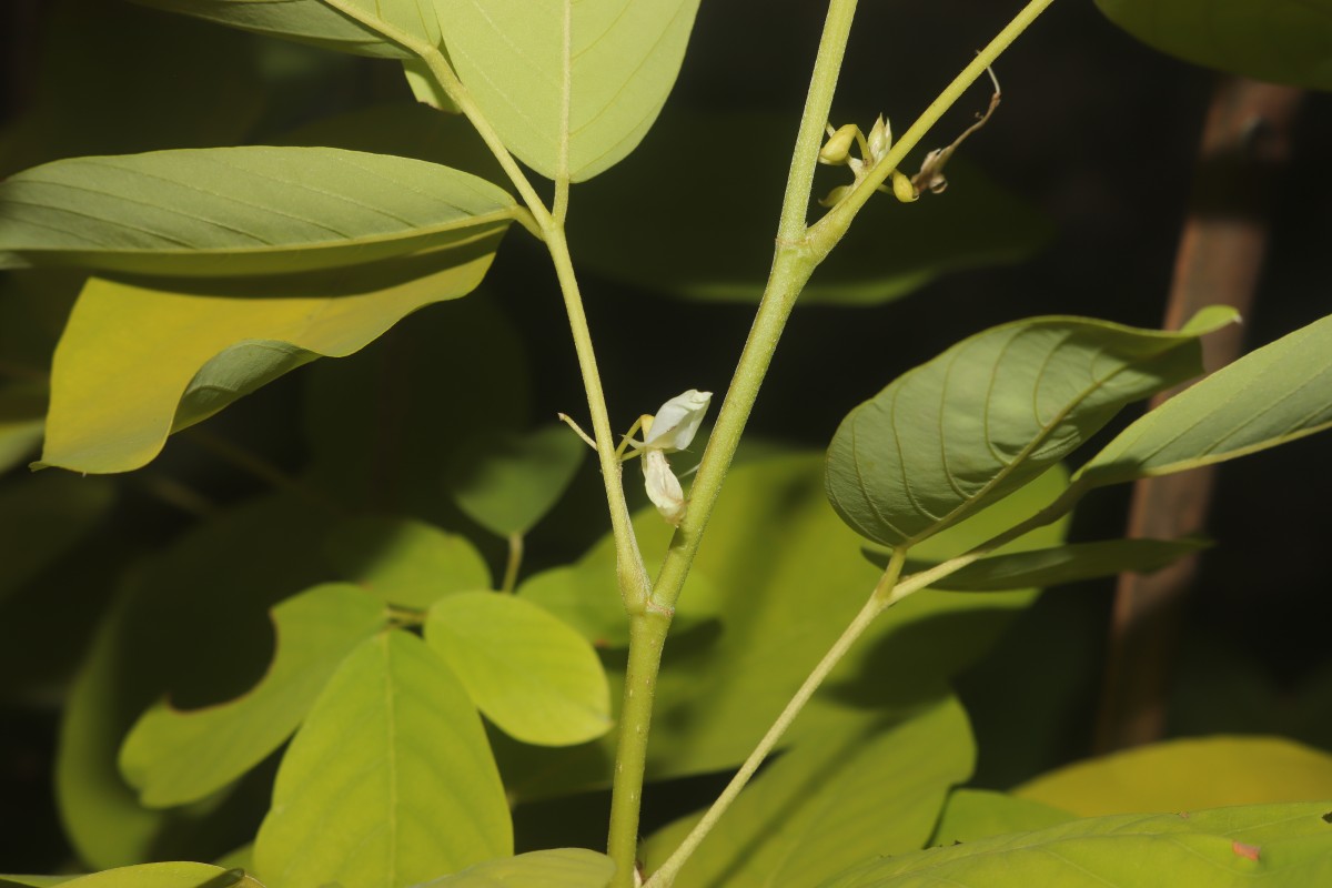 Dendrolobium umbellatum 'Vanuatu'