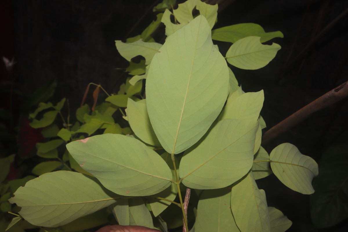 Dendrolobium umbellatum 'Vanuatu'