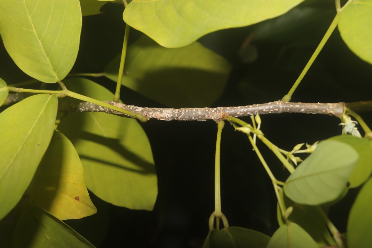 Dendrolobium umbellatum 'Vanuatu'