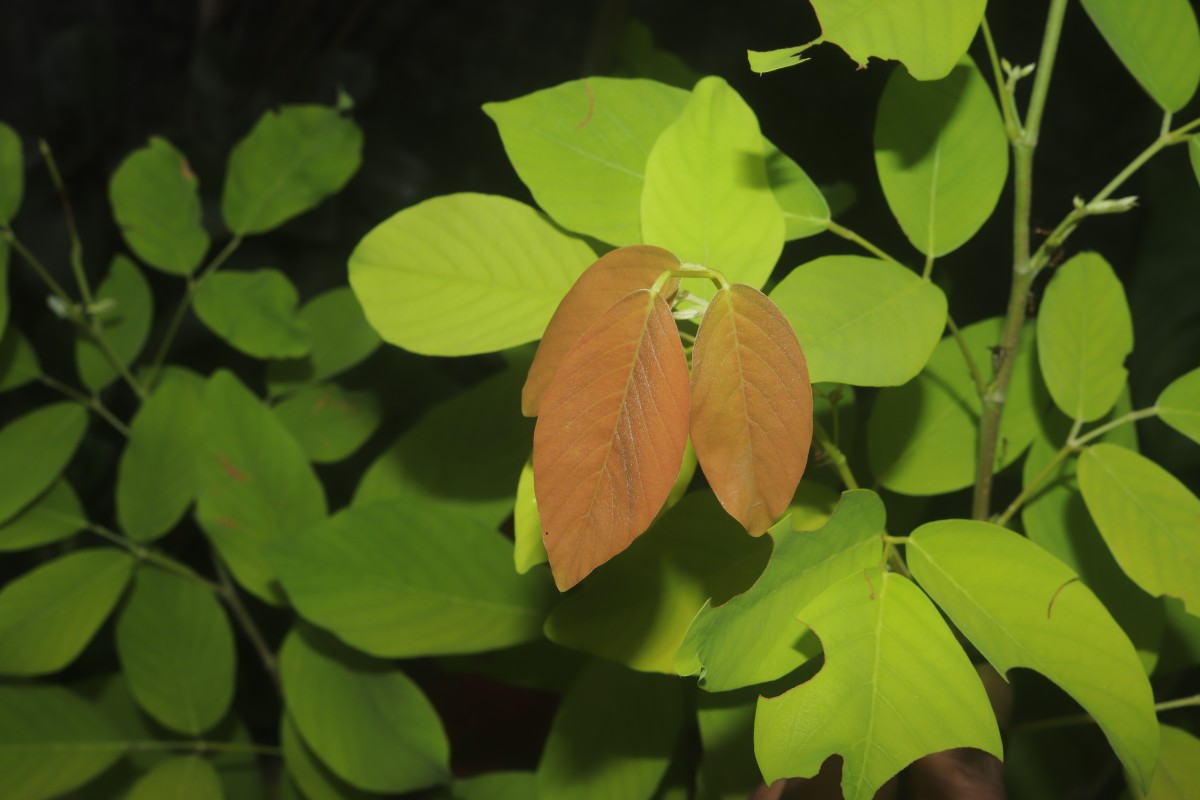 Dendrolobium umbellatum 'Vanuatu'