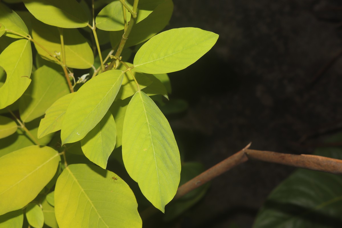 Dendrolobium umbellatum 'Vanuatu'