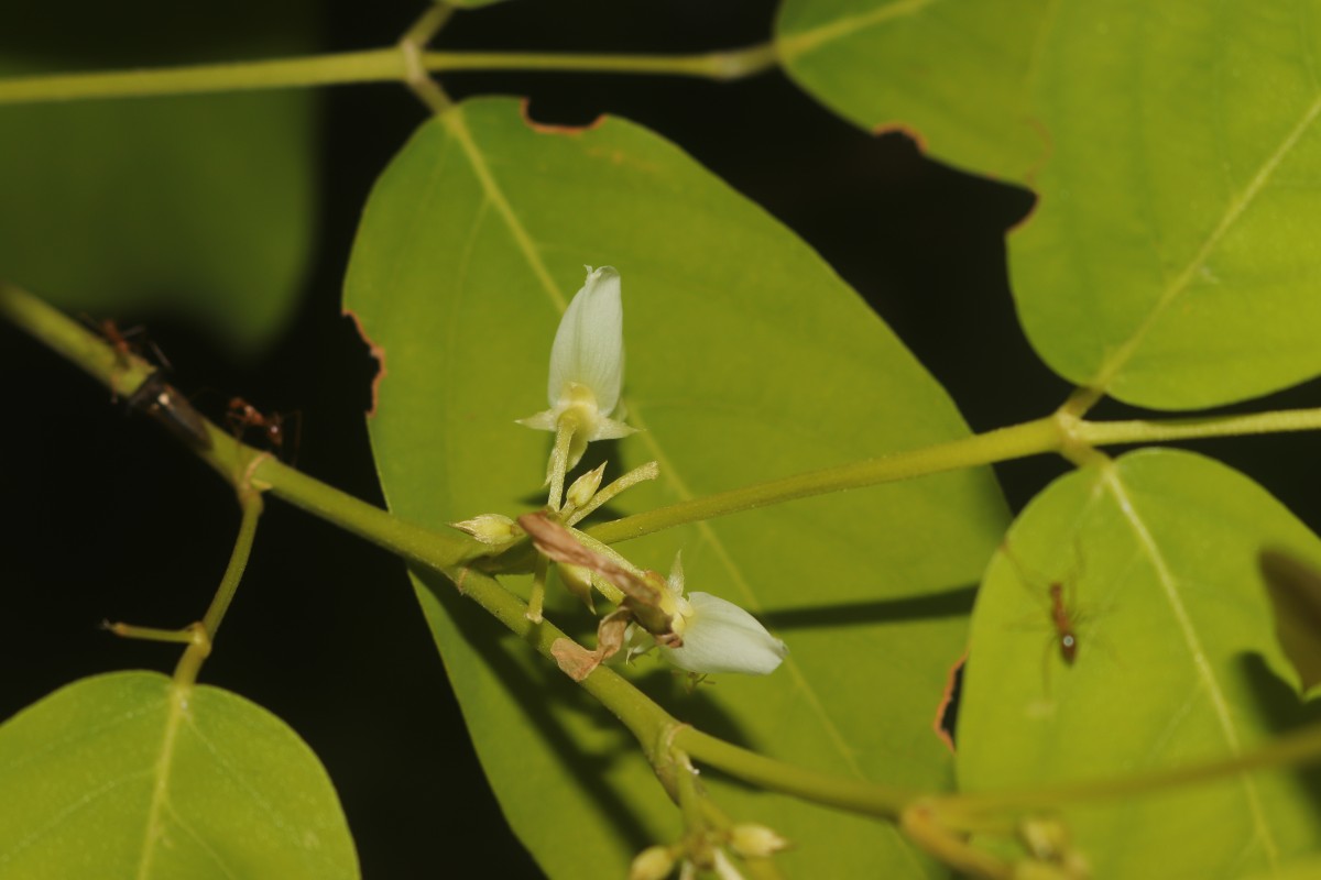 Dendrolobium umbellatum 'Vanuatu'