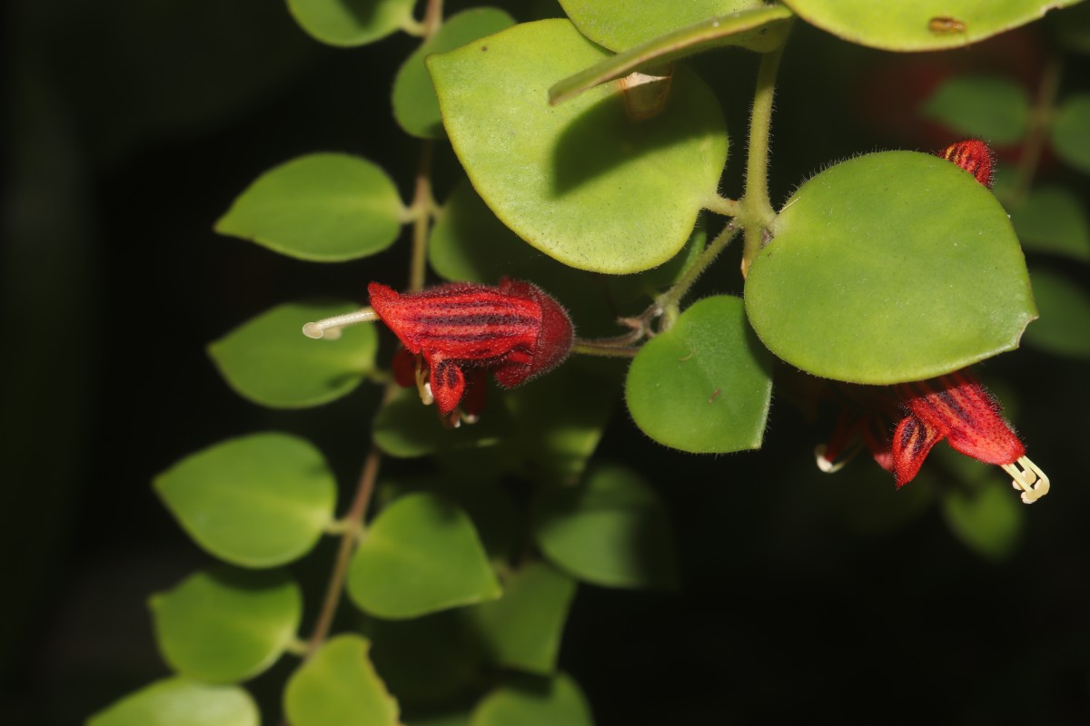 Aeschynanthus radicans Jack