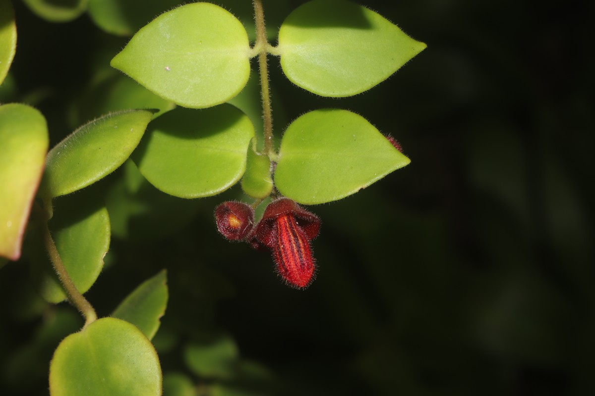 Aeschynanthus radicans Jack