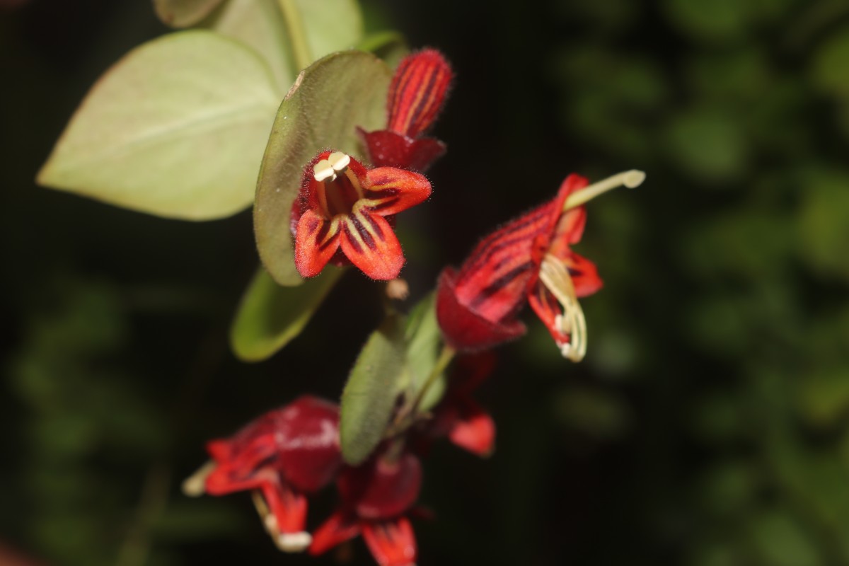 Aeschynanthus radicans Jack