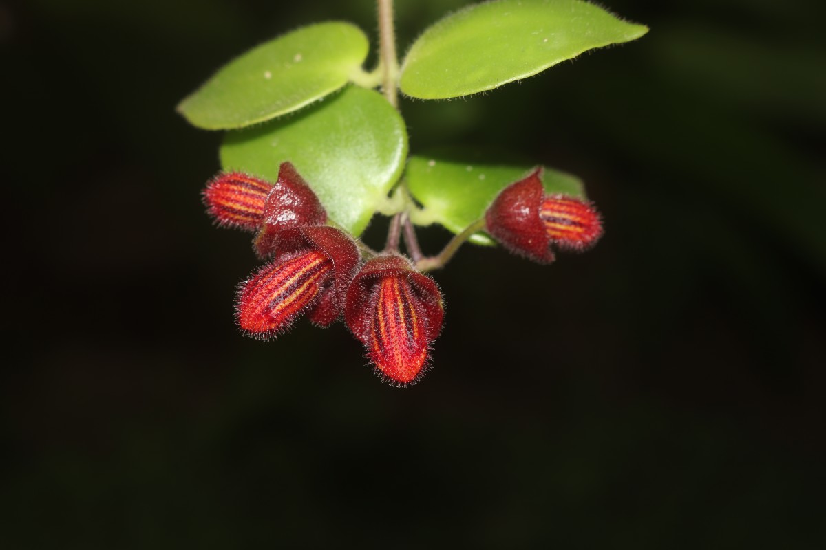 Aeschynanthus radicans Jack