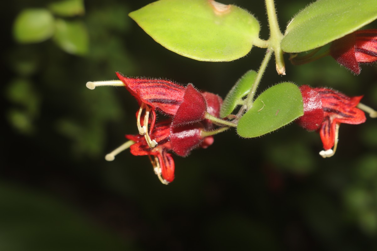 Aeschynanthus radicans Jack