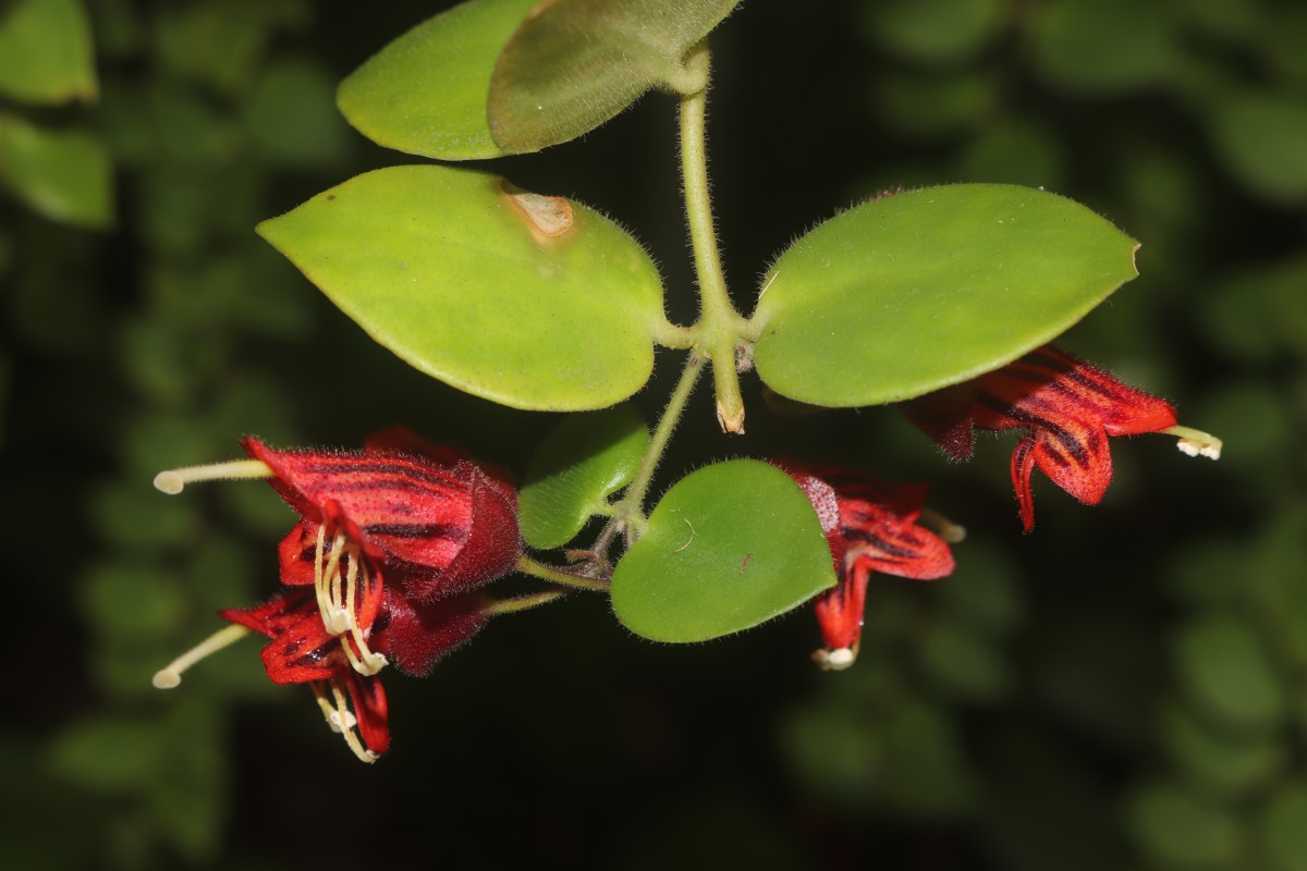 Aeschynanthus radicans Jack