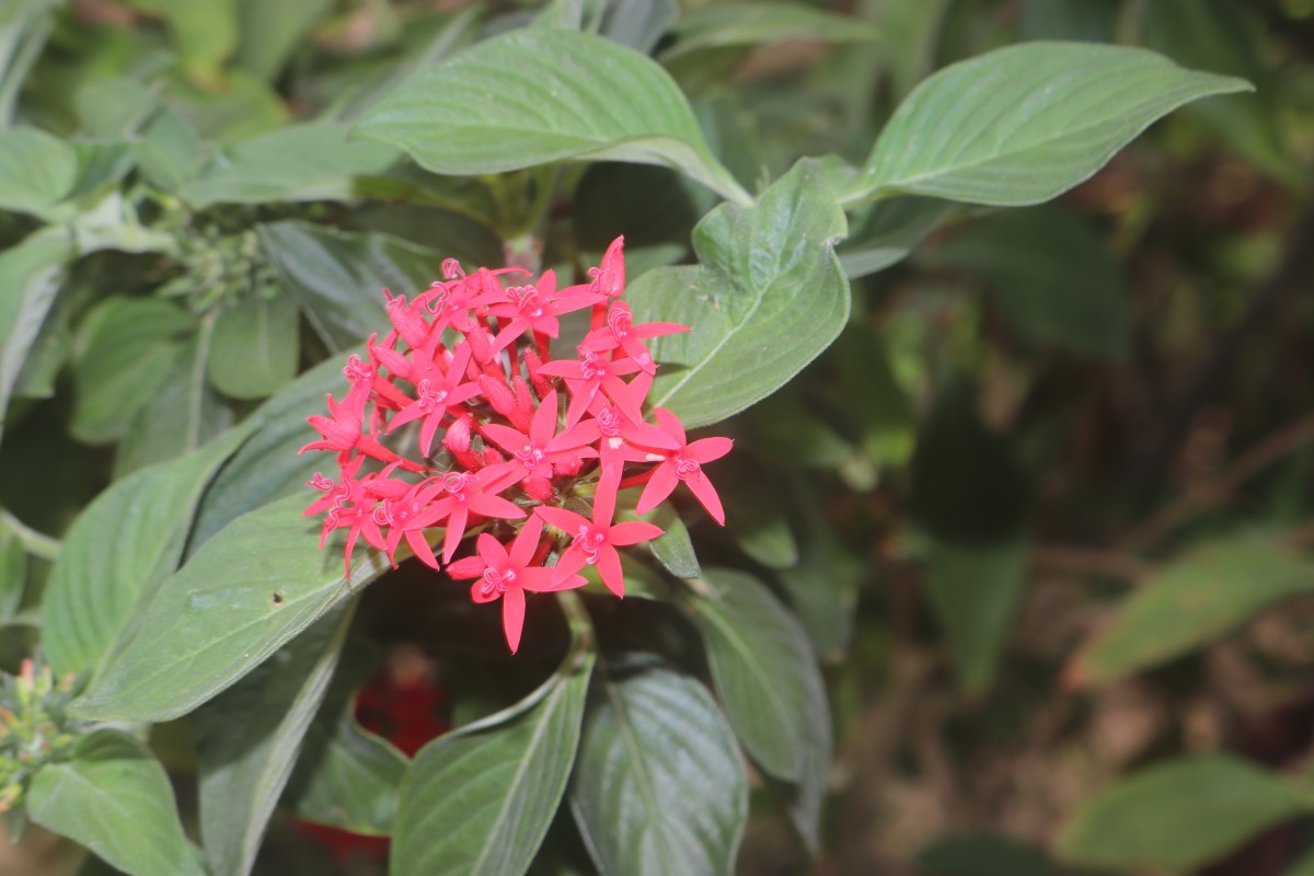 Pentas lanceolata (Forssk.) Deflers