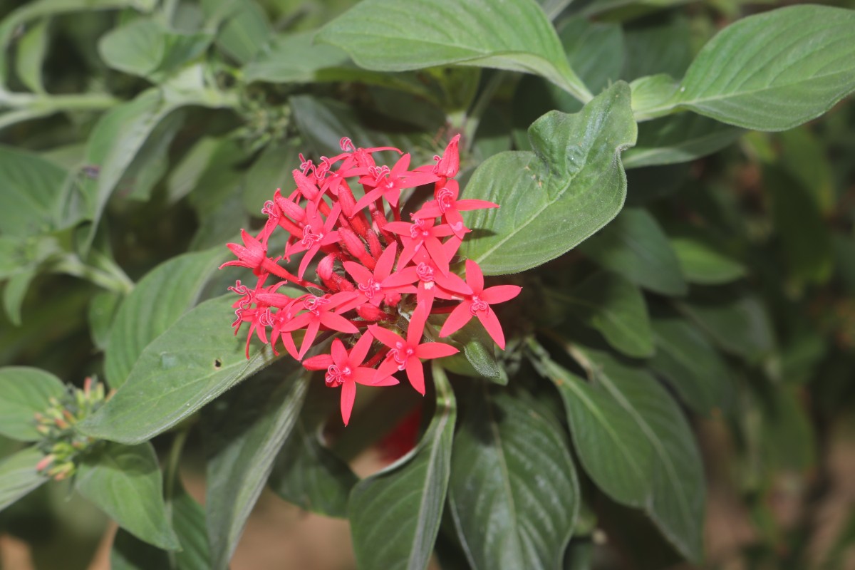 Pentas lanceolata (Forssk.) Deflers