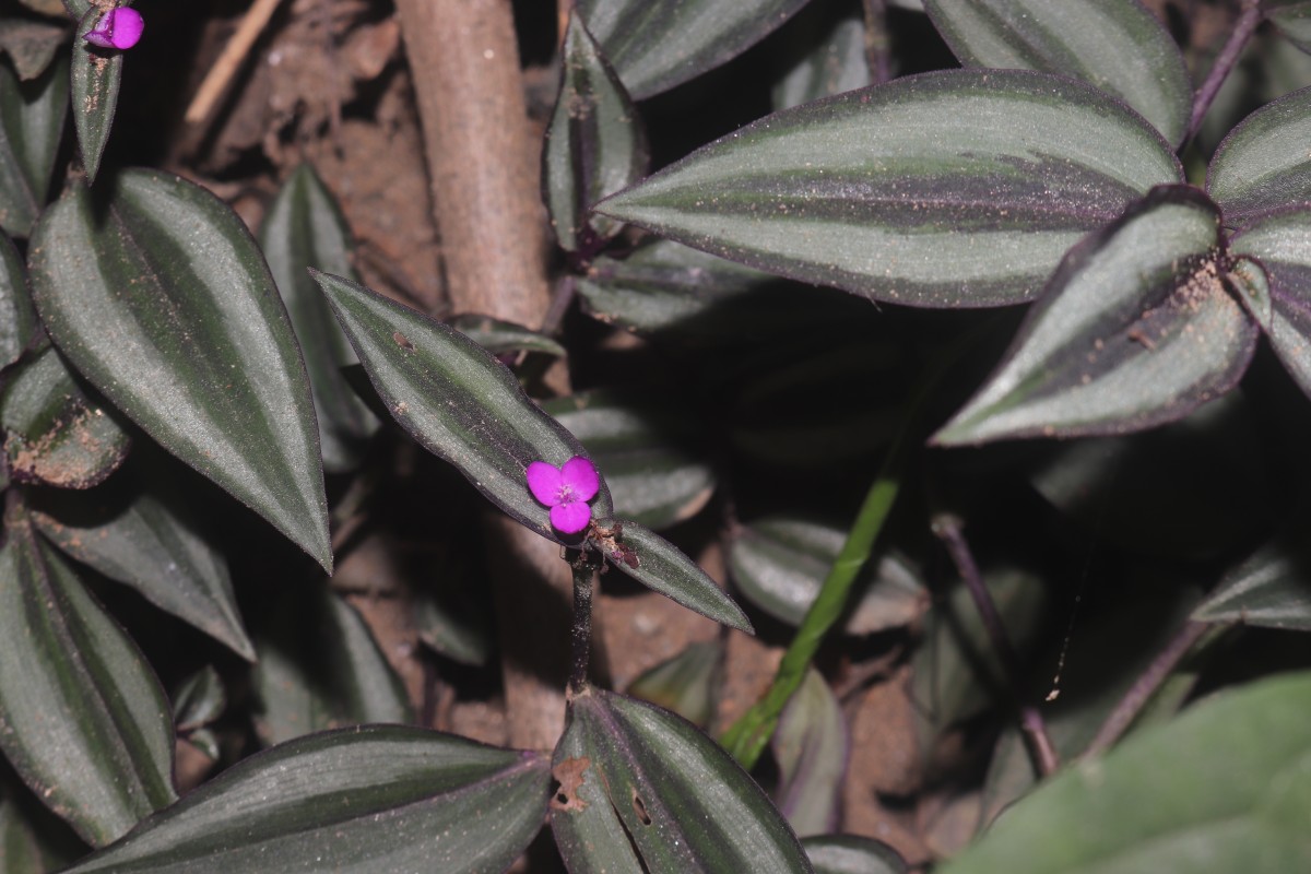 Tradescantia zebrina Bosse