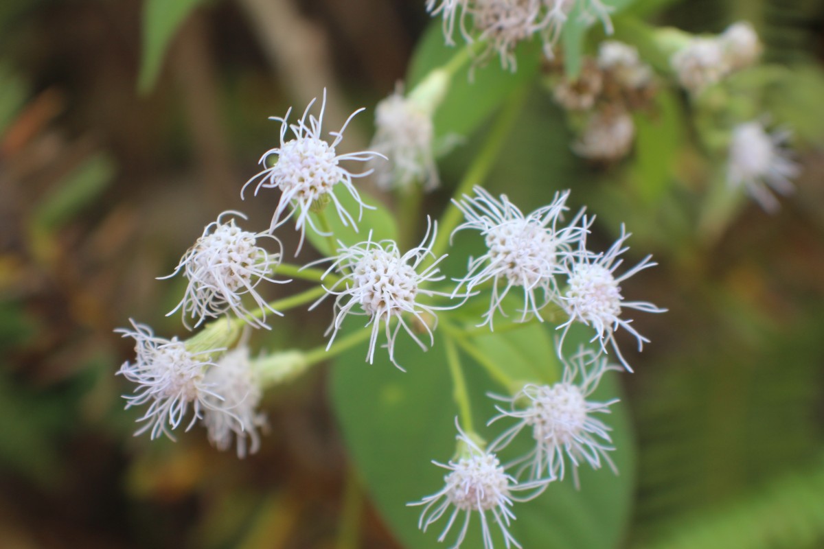 Chromolaena odorata (L.) R.M.King & H.Rob.