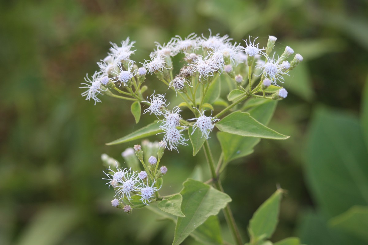Chromolaena odorata (L.) R.M.King & H.Rob.