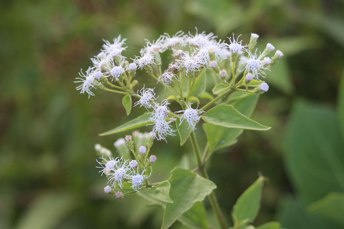 Chromolaena odorata (L.) R.M.King & H.Rob.