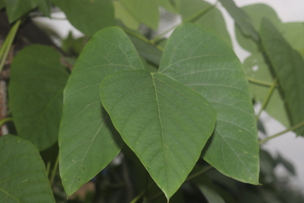 Mucuna pruriens var. utilis (Wall. ex Wight) Baker ex Burck