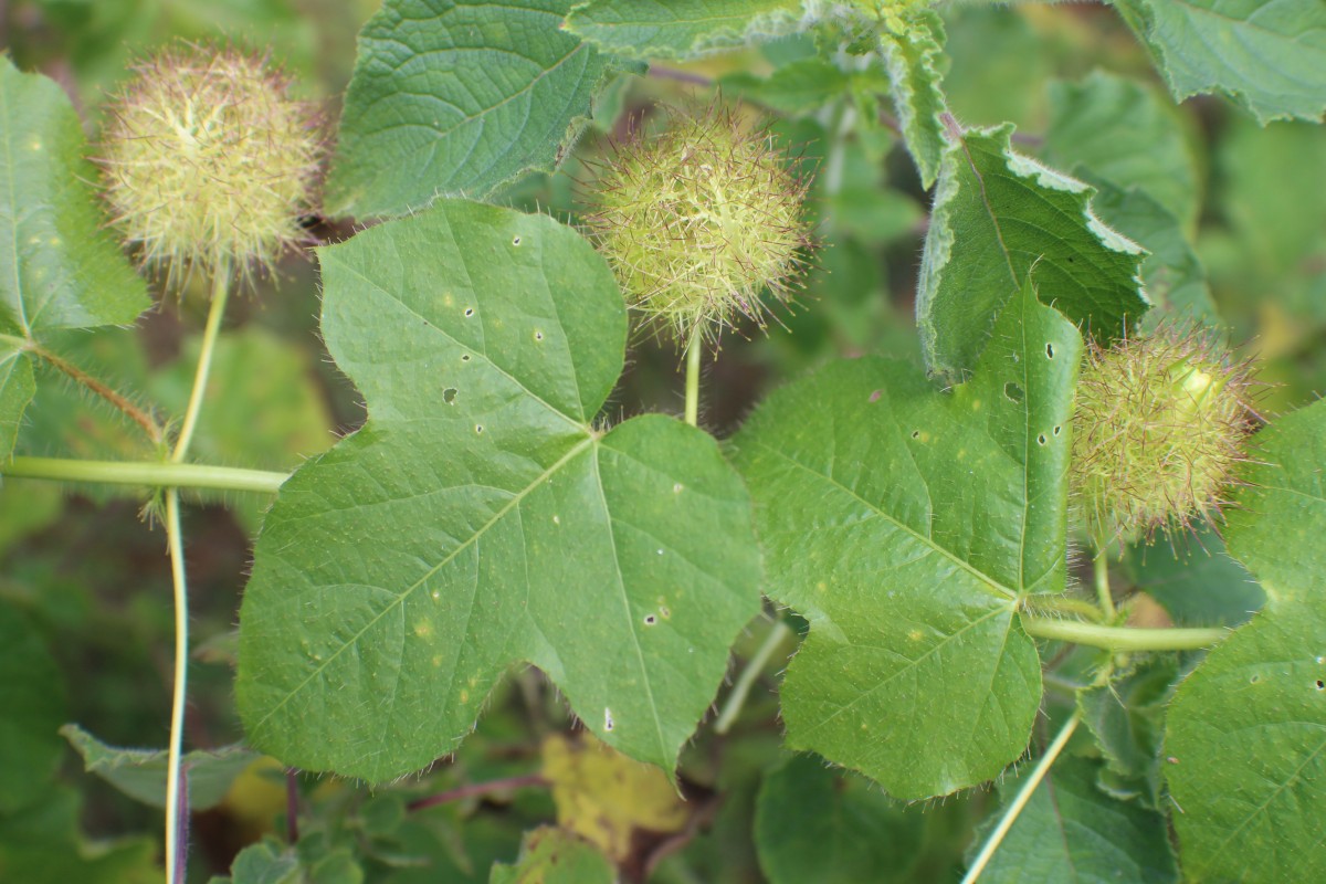 Passiflora foetida L.