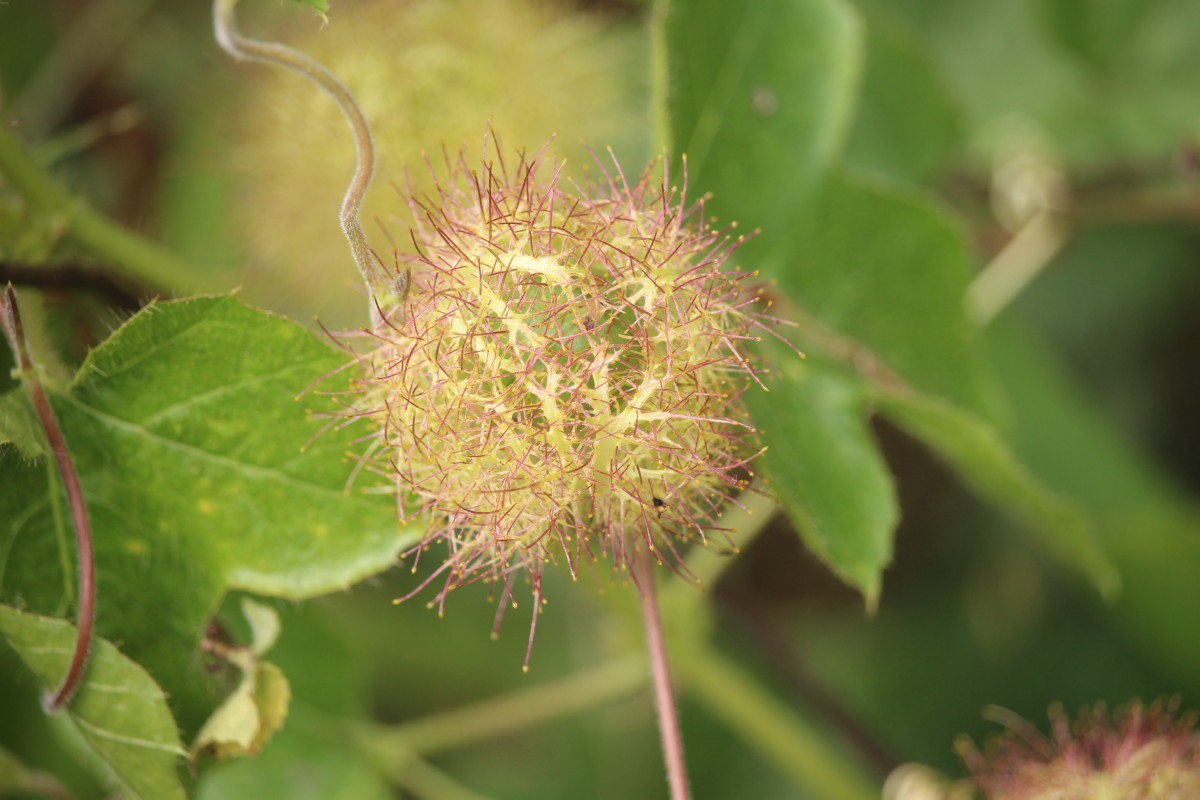 Passiflora foetida L.