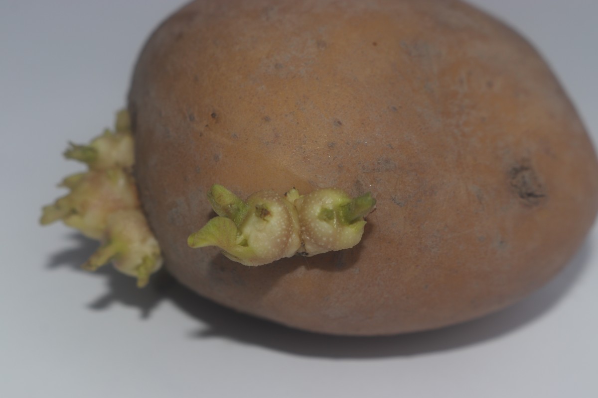 Solanum tuberosum L.