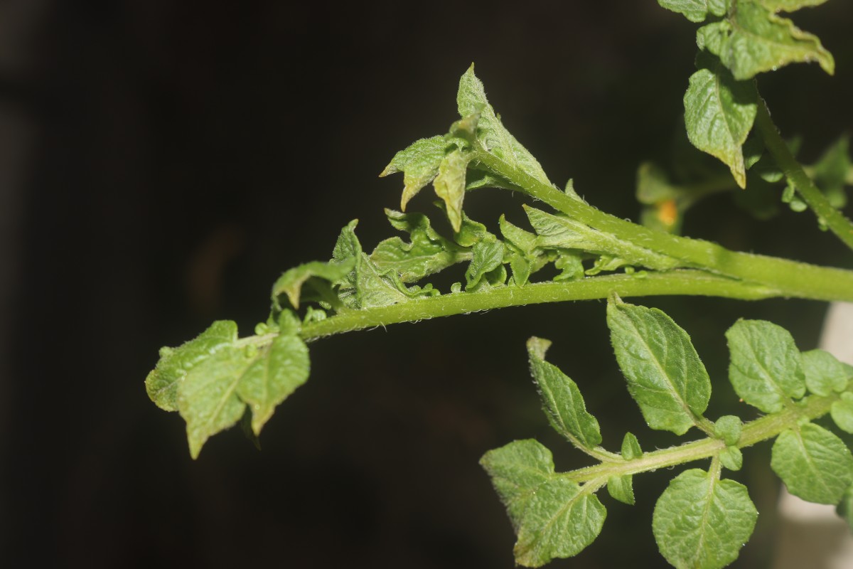 Solanum tuberosum L.