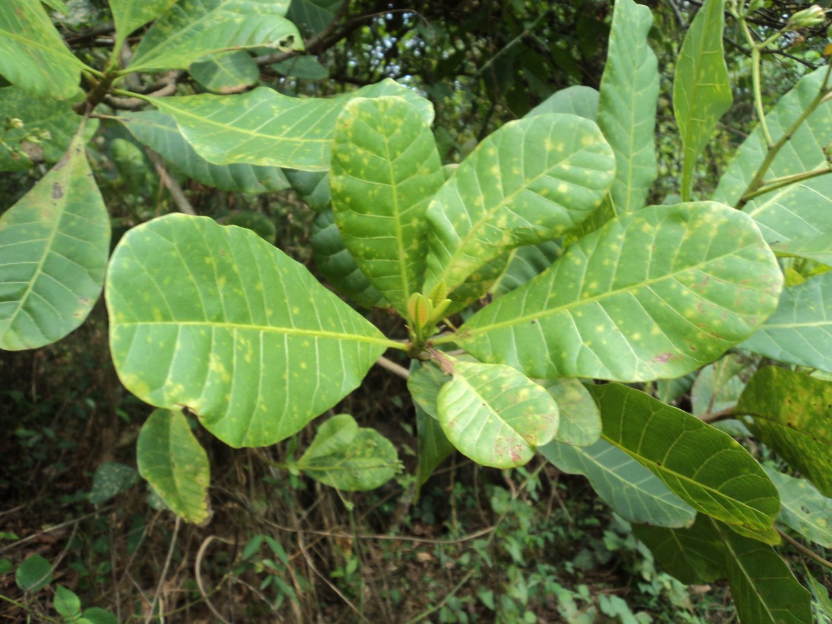 Anacardium occidentale L.