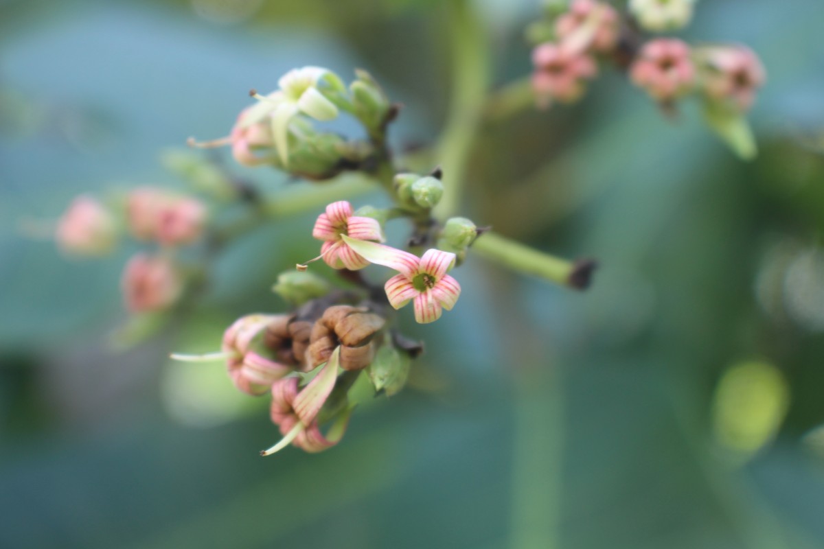 Anacardium occidentale L.