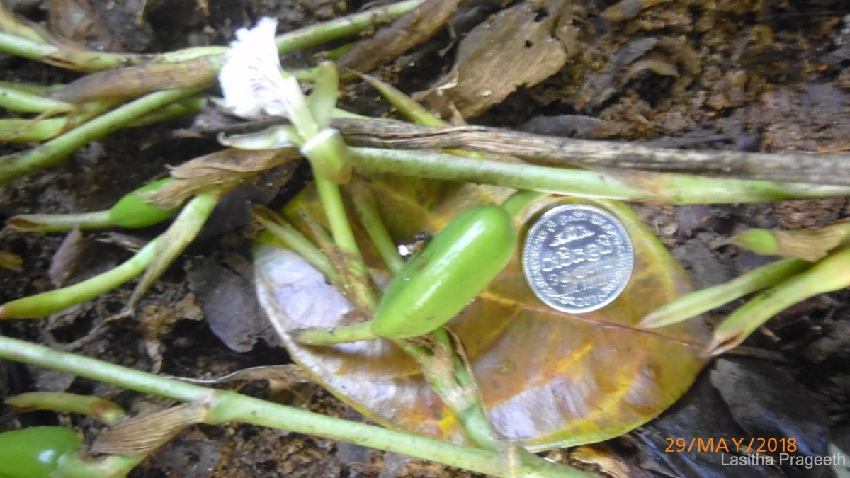 Elettaria ensal (Gaertn.) Abeyw.