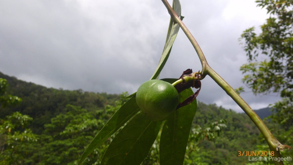 Adenia hondala (Gaertn.) W.J.de Wilde