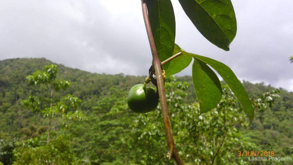 Adenia hondala (Gaertn.) W.J.de Wilde