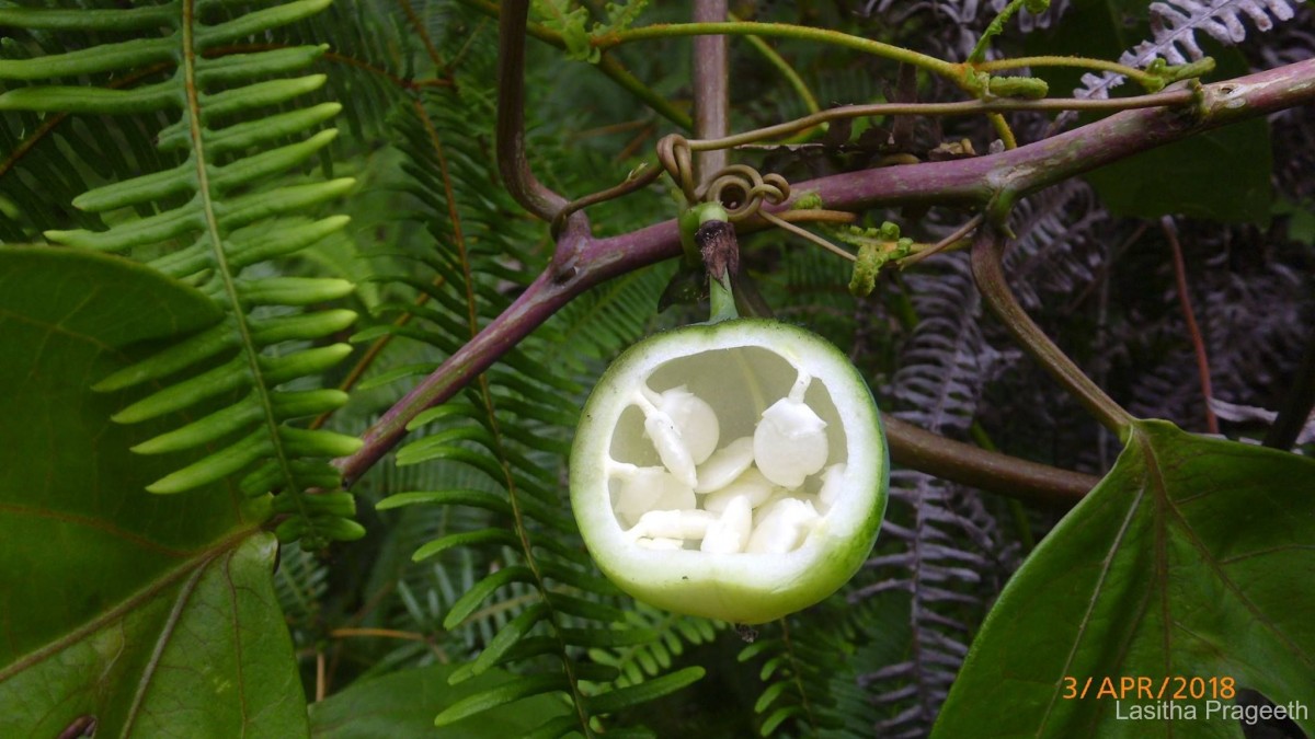 Adenia hondala (Gaertn.) W.J.de Wilde