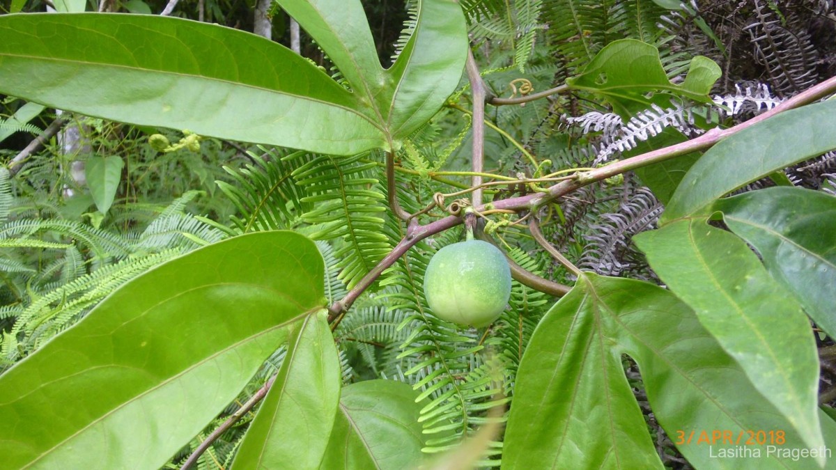 Adenia hondala (Gaertn.) W.J.de Wilde