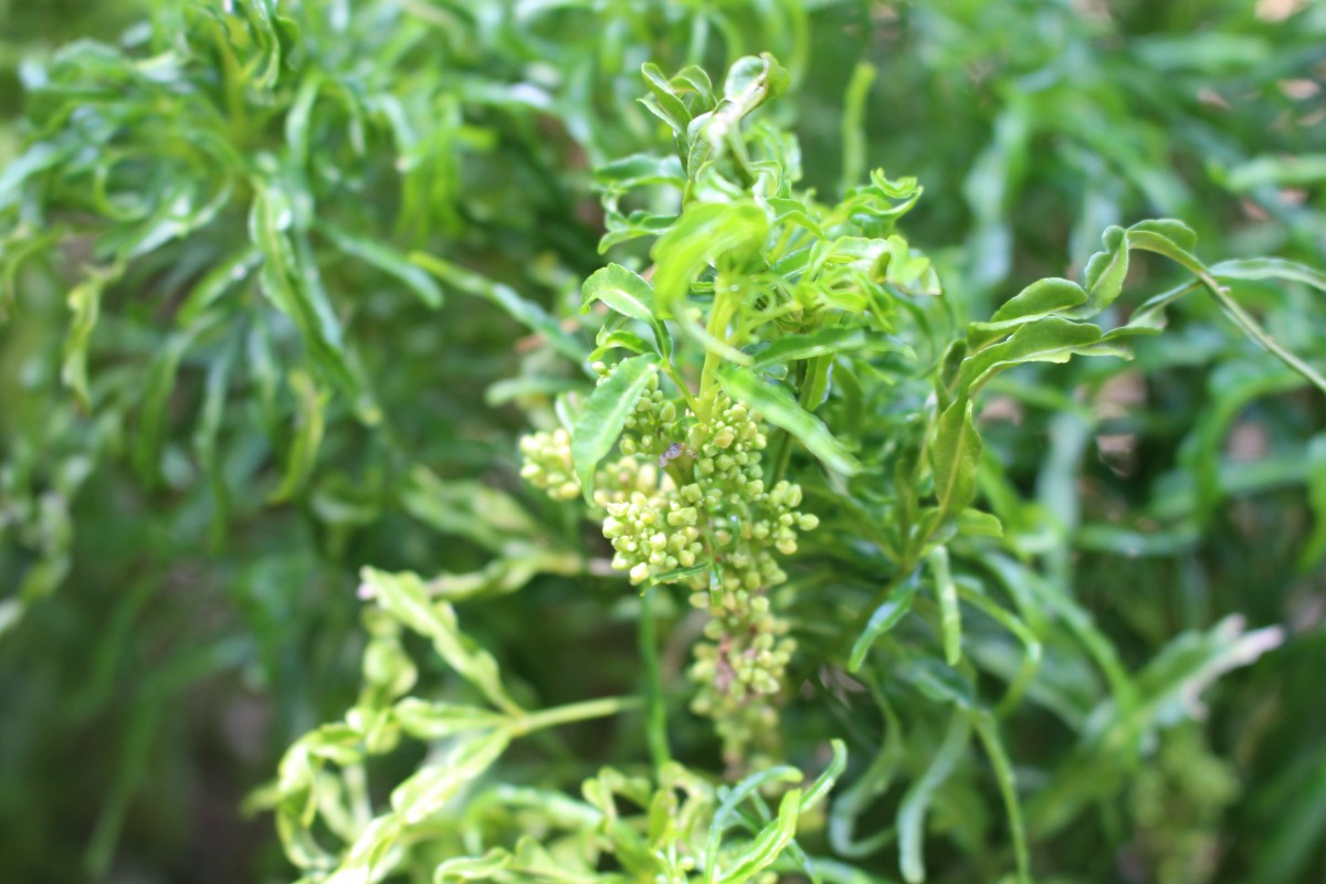 Melicope denhamii (Seem.) T.G.Hartley