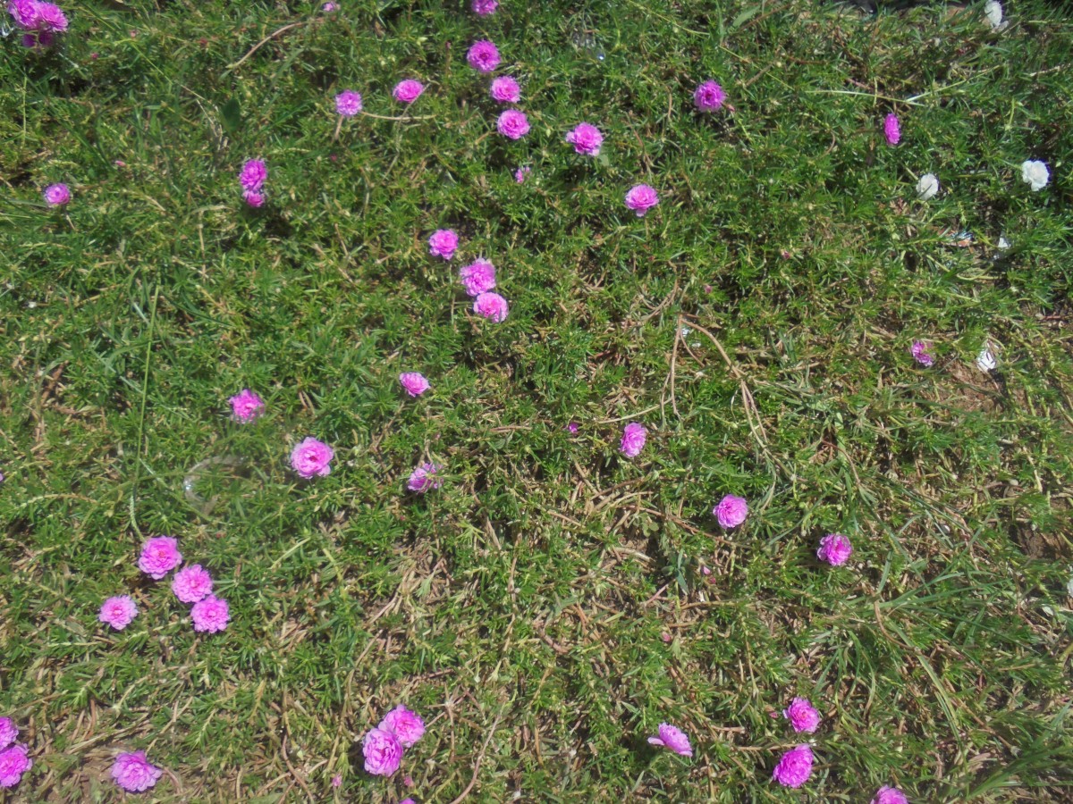 Portulaca grandiflora Hook.