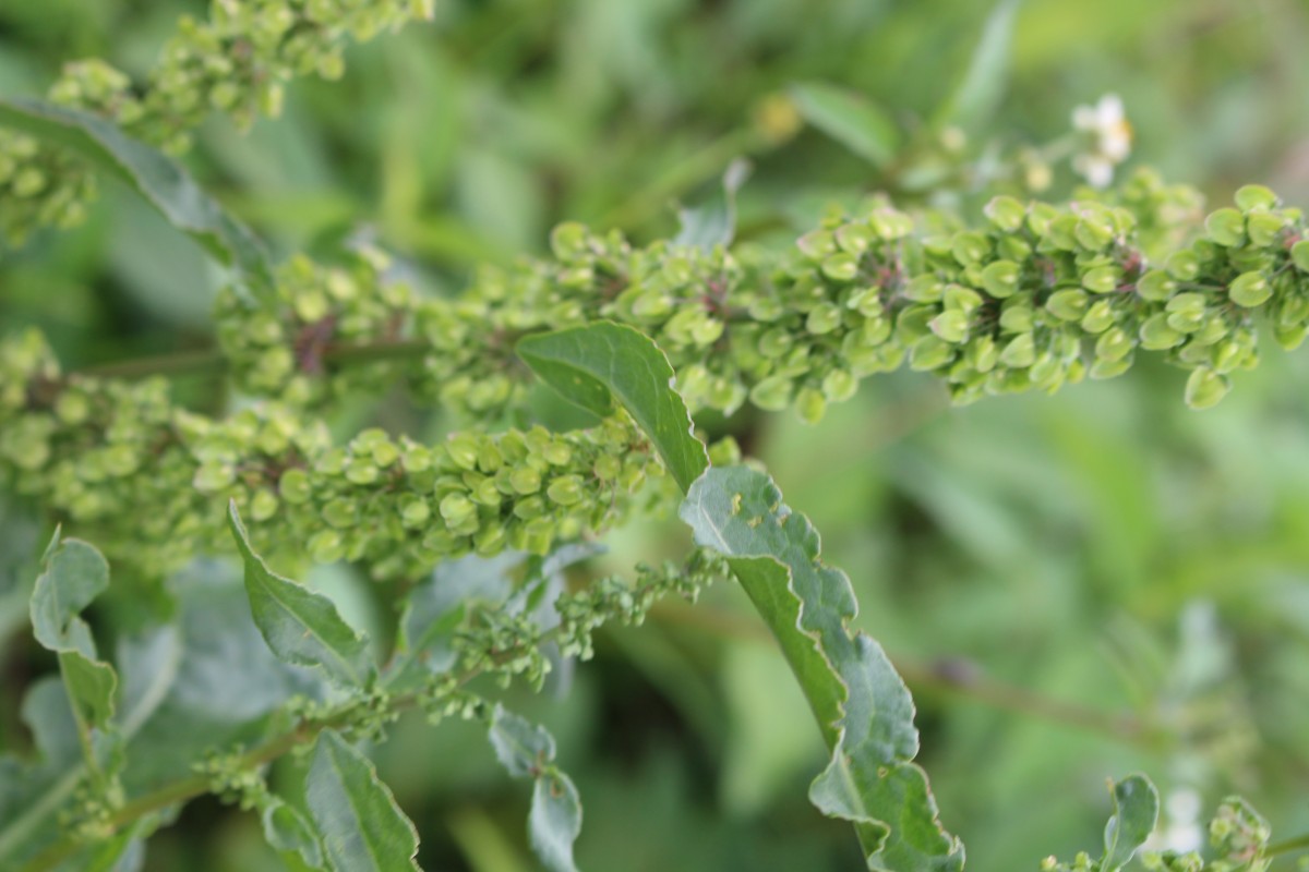 Rumex crispus L.