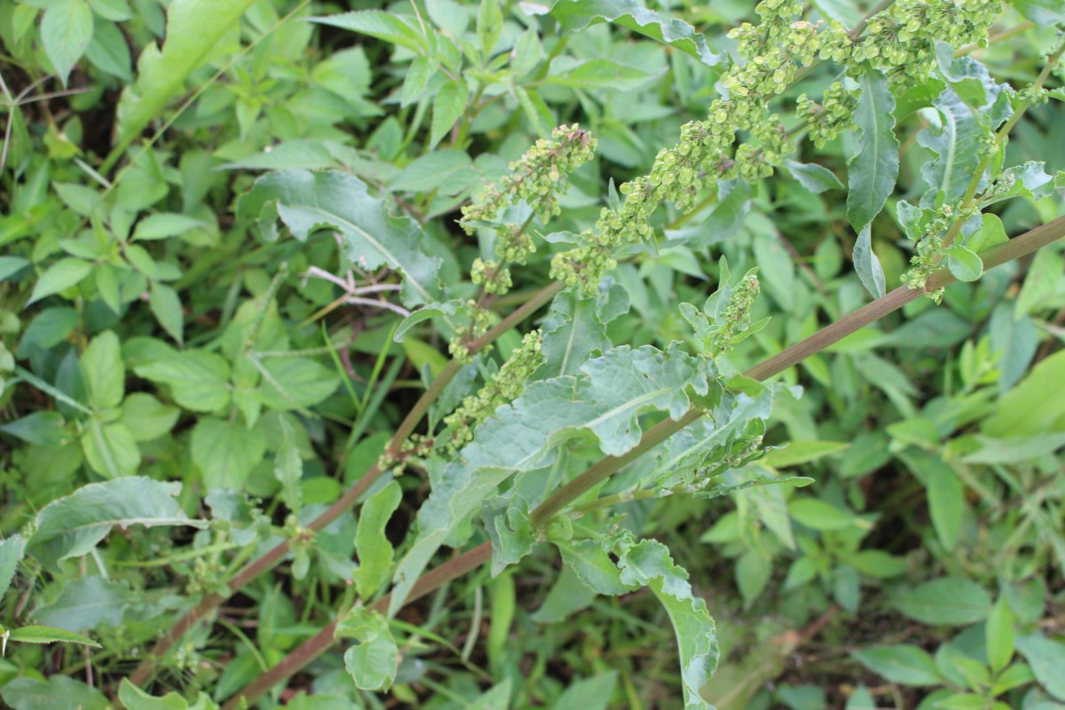 Rumex crispus L.