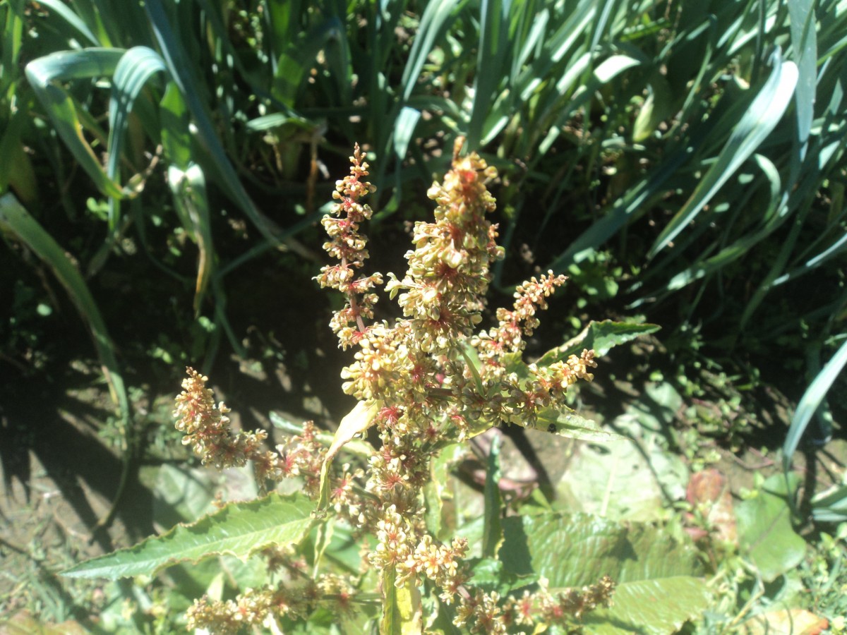 Rumex obtusifolius L.