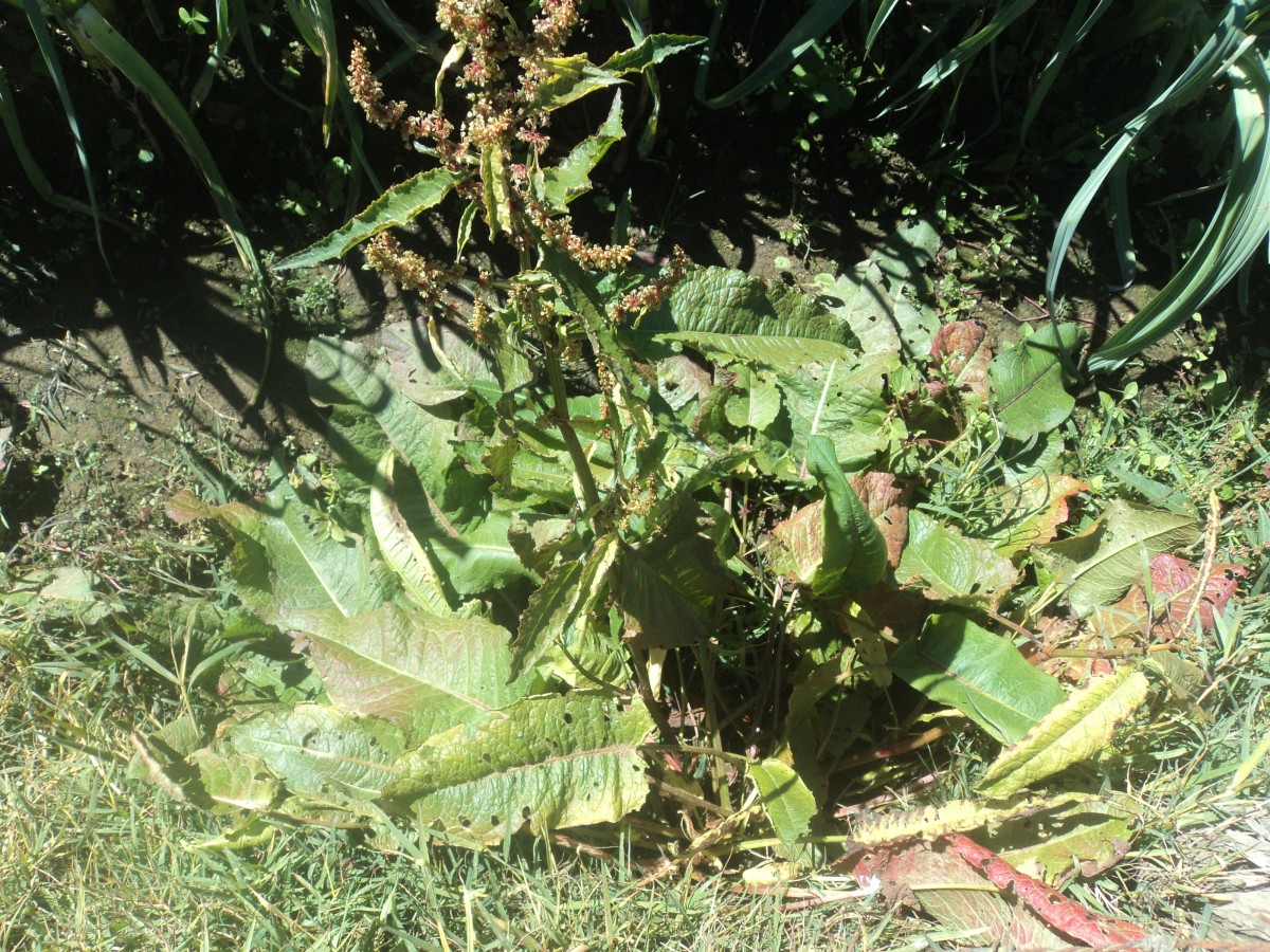 Rumex obtusifolius L.