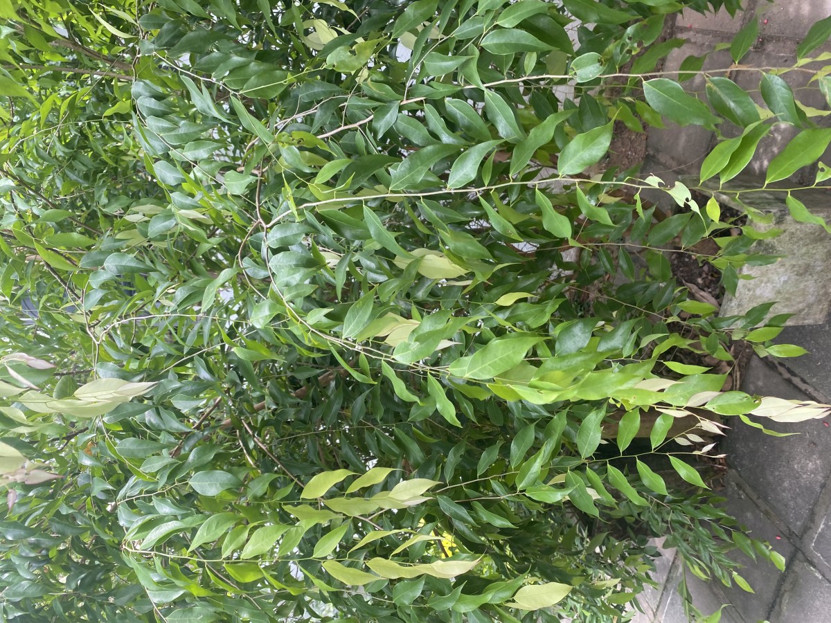 Cleistanthus patulus (Roxb.) Müll.Arg.