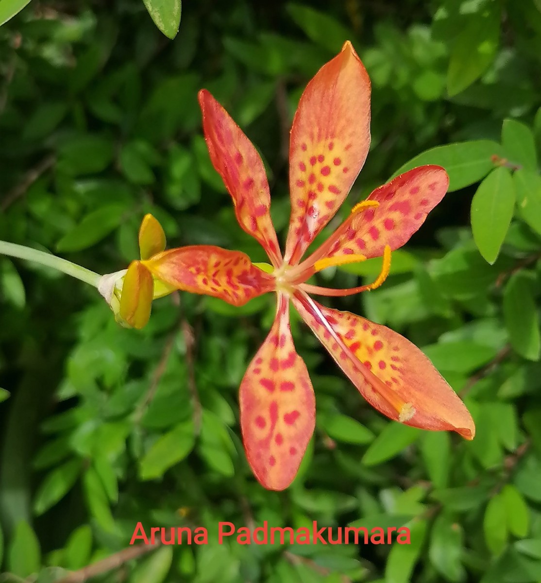 Iris domestica (L.) Goldblatt & Mabb.