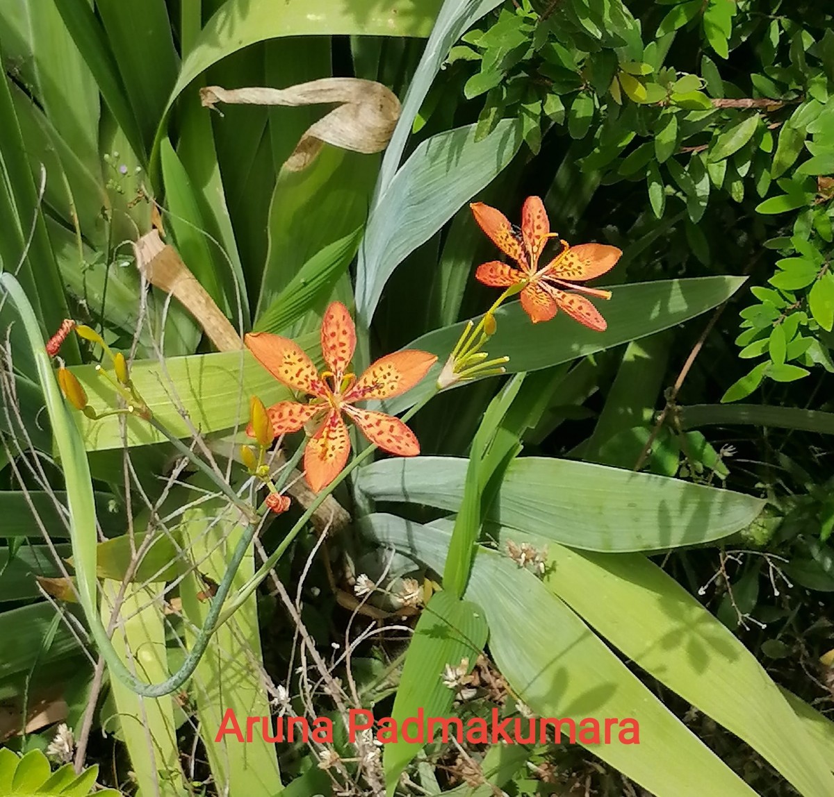 Iris domestica (L.) Goldblatt & Mabb.