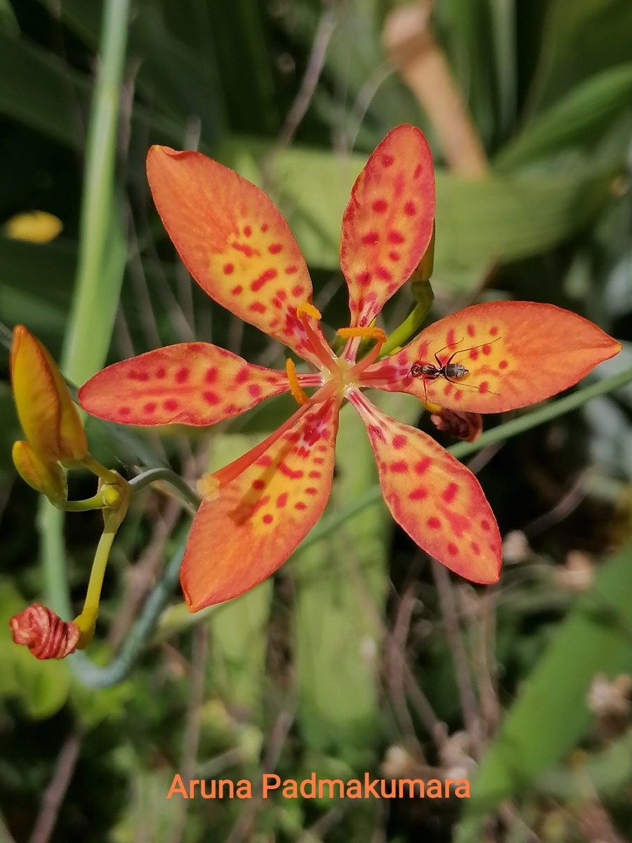 Iris domestica (L.) Goldblatt & Mabb.