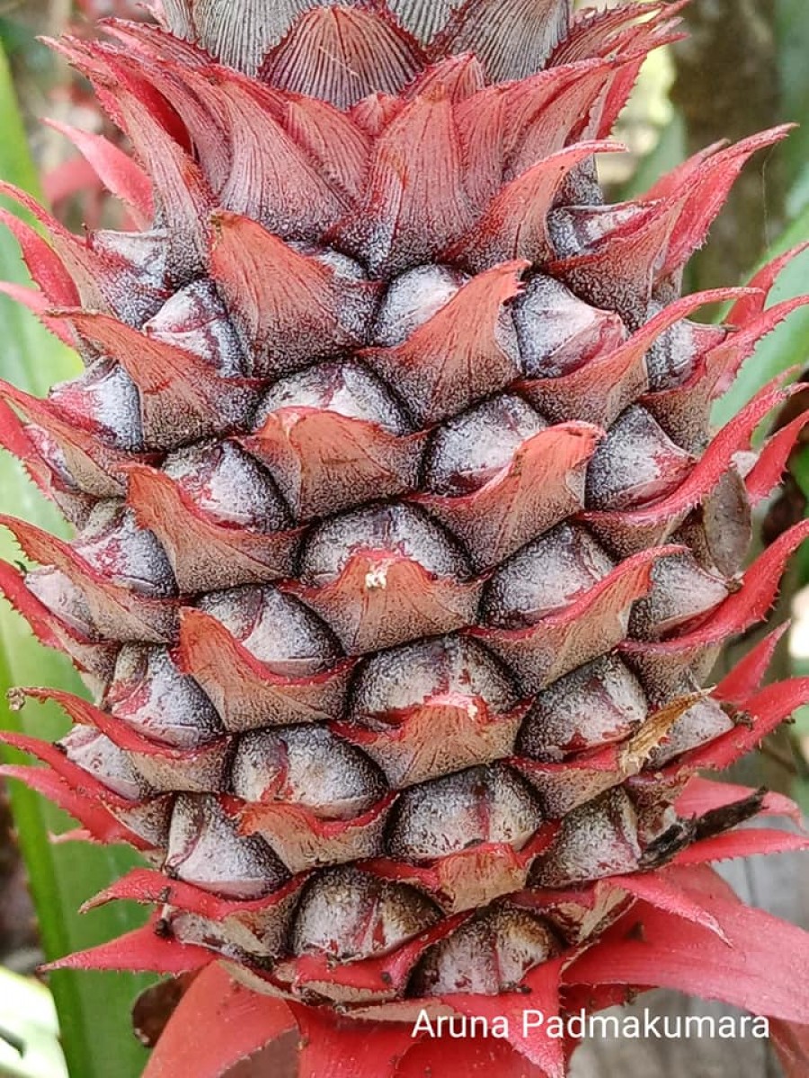 Ananas comosus (L.) Merr.