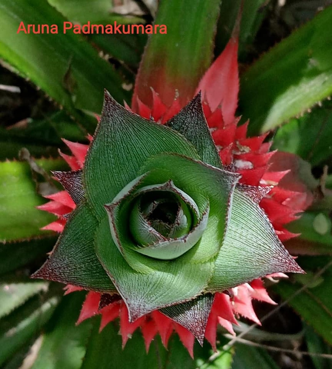 Ananas comosus (L.) Merr.