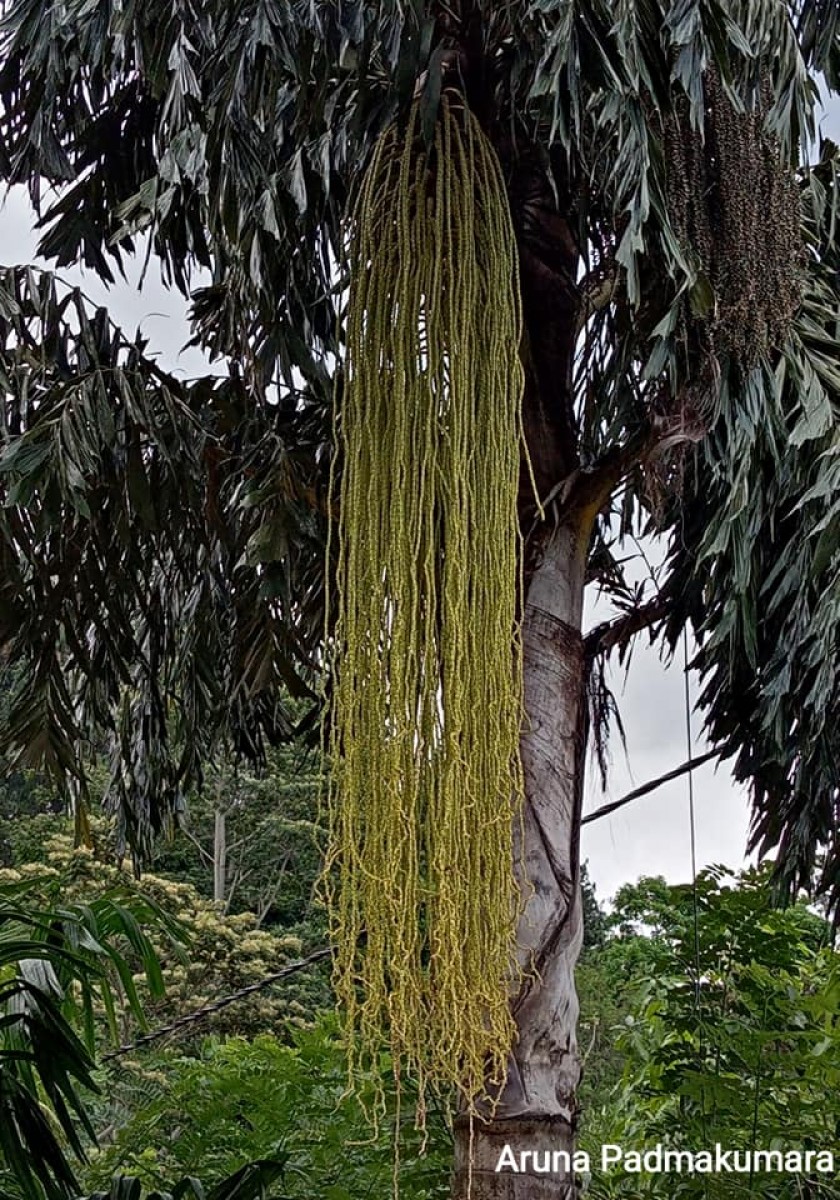 Caryota urens L.