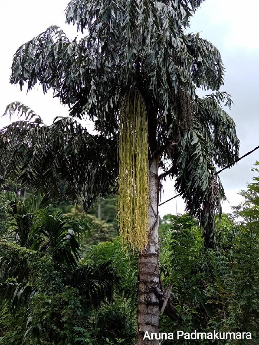 Caryota urens L.