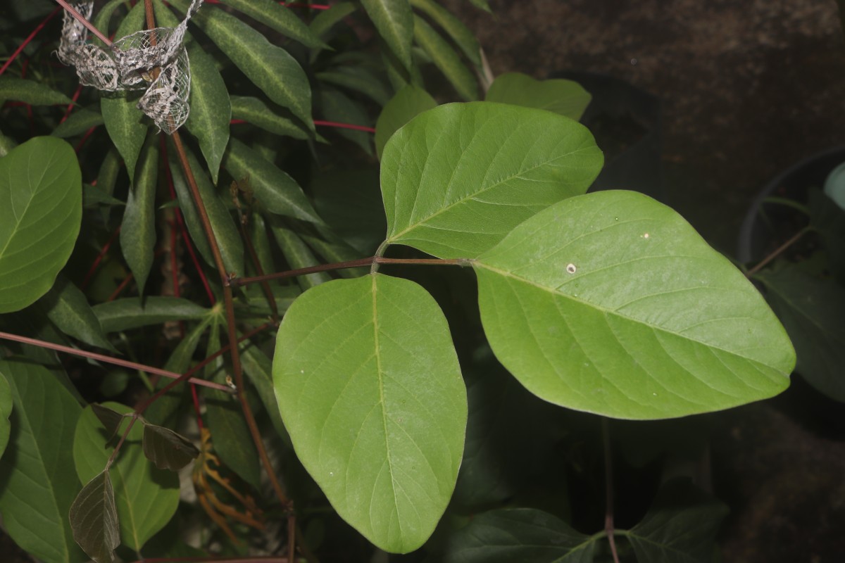 Canavalia gladiata (Jacq.) DC.