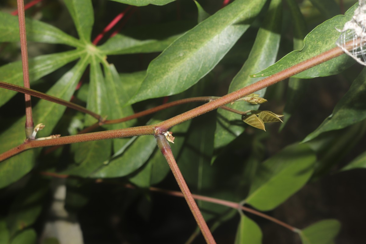 Canavalia gladiata (Jacq.) DC.